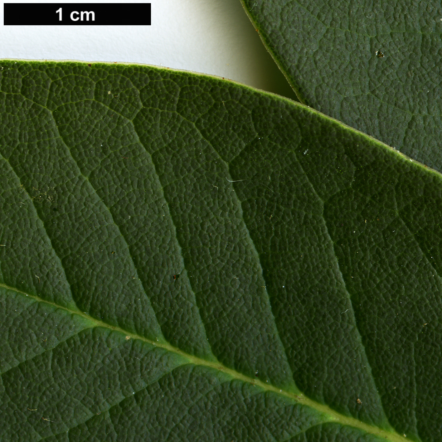High resolution image: Family: Ericaceae - Genus: Rhododendron - Taxon: citriniflorum - SpeciesSub: var. citriniflorum
